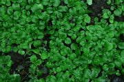 Dutch Corn Salad, Herb Seeds ((Valerianella Locusta) Aka, Mâche,Lamb's Lettuce - Caribbean garden seed