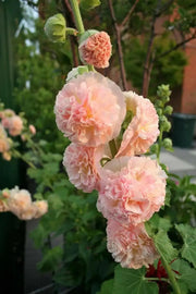 DOUBLE Hollyhock SEEDS (Peach) PERENNIAL FLOWERS, - Caribbean garden seed