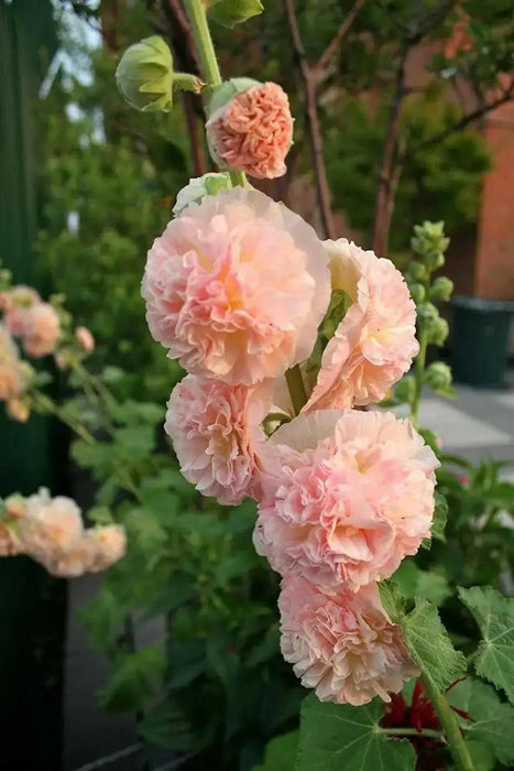 DOUBLE Hollyhock SEEDS (Peach) PERENNIAL FLOWERS, - Caribbean garden seed