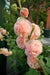 DOUBLE Hollyhock SEEDS (Peach) PERENNIAL FLOWERS, - Caribbean garden seed