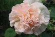DOUBLE Hollyhock SEEDS (Peach) PERENNIAL FLOWERS, - Caribbean garden seed