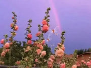 DOUBLE Hollyhock SEEDS (Peach) PERENNIAL FLOWERS, - Caribbean garden seed