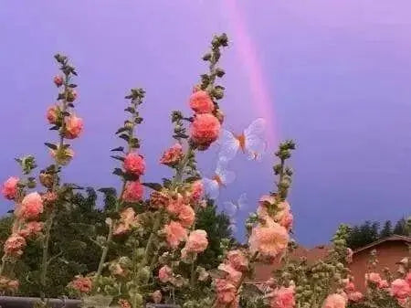 DOUBLE Hollyhock SEEDS (Peach) PERENNIAL FLOWERS, - Caribbean garden seed