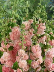 DOUBLE Hollyhock SEEDS (Peach) PERENNIAL FLOWERS, - Caribbean garden seed