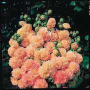 DOUBLE Hollyhock SEEDS (Peach) PERENNIAL FLOWERS, - Caribbean garden seed