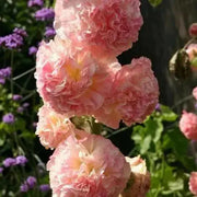 DOUBLE Hollyhock SEEDS (Peach) PERENNIAL FLOWERS, - Caribbean garden seed