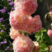 DOUBLE Hollyhock SEEDS (Peach) PERENNIAL FLOWERS, - Caribbean garden seed