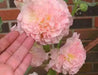 DOUBLE Hollyhock SEEDS (Peach) PERENNIAL FLOWERS, - Caribbean garden seed
