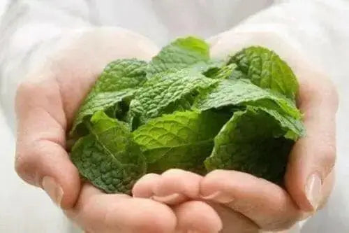 DRY peppermint leaf cut and sifted, Tea and more. DRIED Organic  HERB - Caribbean products - Caribbean garden seed