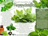 DRY peppermint leaf cut and sifted, Tea and more. DRIED Organic  HERB - Caribbean products - Caribbean garden seed