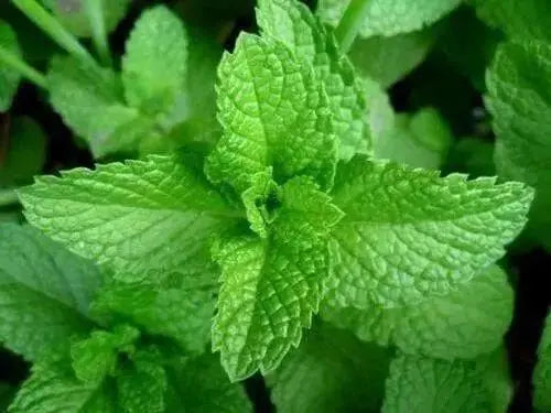 DRY peppermint leaf cut and sifted, Tea and more. DRIED Organic  HERB - Caribbean products - Caribbean garden seed