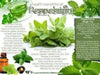 DRY peppermint leaf cut and sifted, Tea and more. DRIED Organic  HERB - Caribbean products - Caribbean garden seed