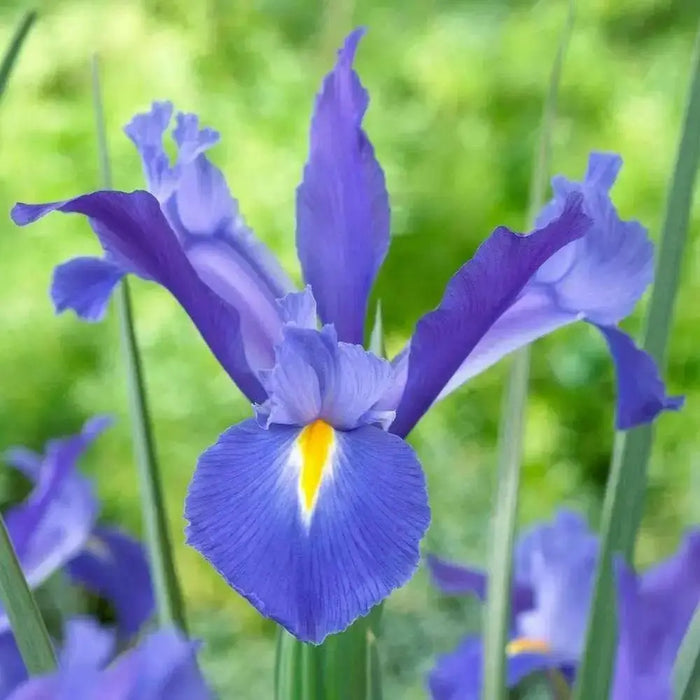 Dutch Iris MAGIC BLUE bulbs, Perennial - Caribbean garden seed