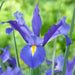 Dutch Iris MAGIC BLUE bulbs, Perennial - Caribbean garden seed