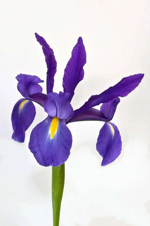 Dutch Iris MAGIC BLUE bulbs, Perennial - Caribbean garden seed