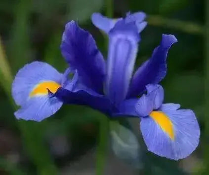 Dutch Iris MAGIC BLUE bulbs, Perennial - Caribbean garden seed