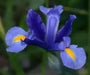 Dutch Iris MAGIC BLUE bulbs, Perennial - Caribbean garden seed