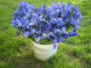 Dutch Iris MAGIC BLUE bulbs, Perennial - Caribbean garden seed