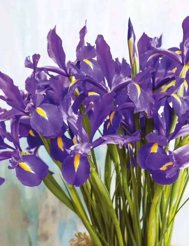 Dutch Iris MAGIC BLUE bulbs, Perennial - Caribbean garden seed