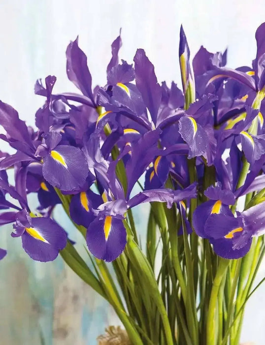 Dutch Iris MAGIC BLUE bulbs, Perennial - Caribbean garden seed