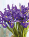 Dutch Iris MAGIC BLUE bulbs, Perennial - Caribbean garden seed