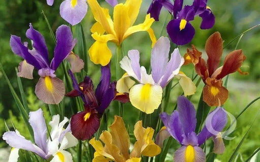 Dutch iris Mix (Bulbs), Summer flowering, Perennial-Now Shipping ! - Caribbean garden seed