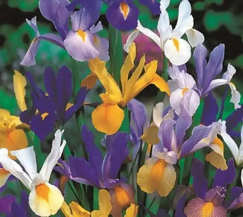 Dutch iris Mix (Bulbs), Summer flowering, Perennial-Now Shipping ! - Caribbean garden seed