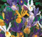 Dutch iris Mix (Bulbs), Summer flowering, Perennial-Now Shipping ! - Caribbean garden seed