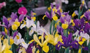 Dutch iris Mix (Bulbs), Summer flowering, Perennial-Now Shipping ! - Caribbean garden seed