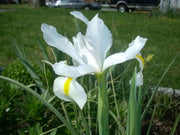 Dutch iris Mix (Bulbs), Summer flowering, Perennial-Now Shipping ! - Caribbean garden seed