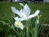 Dutch iris Mix (Bulbs), Summer flowering, Perennial-Now Shipping ! - Caribbean garden seed