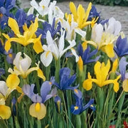 Dutch iris bulbs, summer sky mix , Perennial GARDEN Flowers ! - Caribbean garden seed