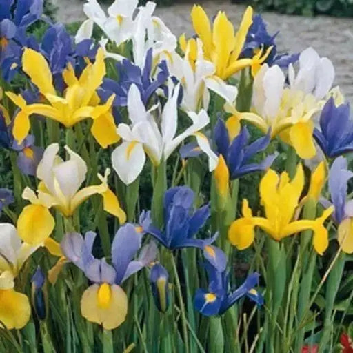 Dutch iris bulbs, summer sky mix , Perennial GARDEN Flowers ! - Caribbean garden seed
