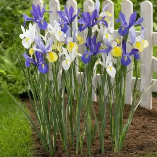 Dutch iris bulbs, summer sky mix , Perennial GARDEN Flowers ! - Caribbean garden seed