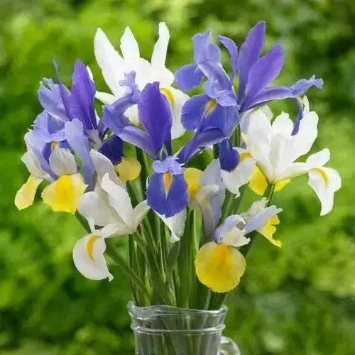 Dutch iris bulbs, summer sky mix , Perennial GARDEN Flowers ! - Caribbean garden seed
