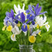 Dutch iris bulbs, summer sky mix , Perennial GARDEN Flowers ! - Caribbean garden seed