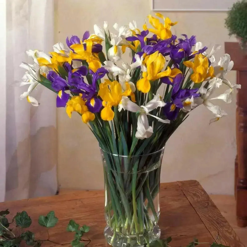 Dutch iris bulbs, summer sky mix , Perennial GARDEN Flowers ! - Caribbean garden seed