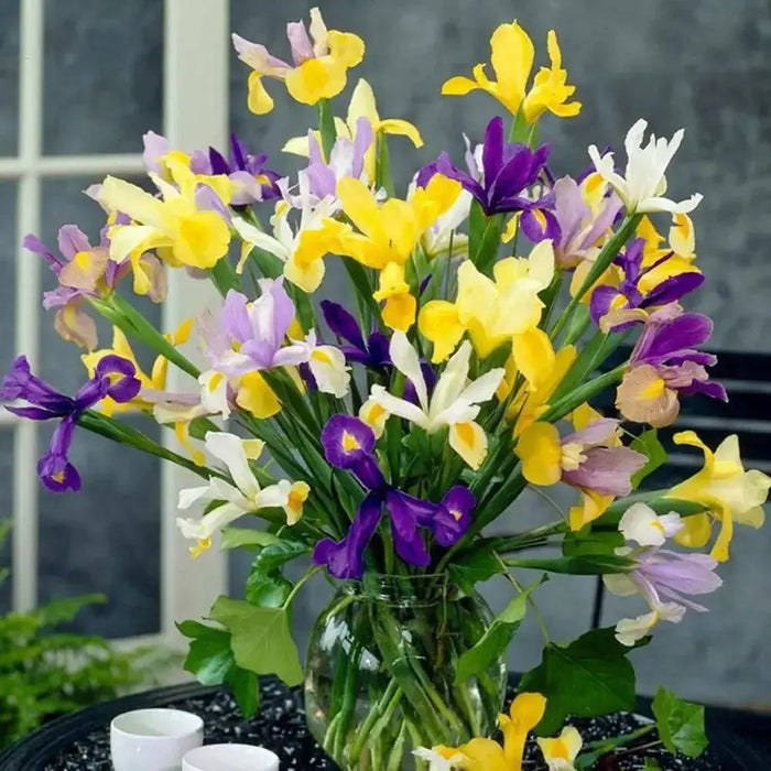 Dutch iris bulbs, summer sky mix , Perennial GARDEN Flowers ! - Caribbean garden seed