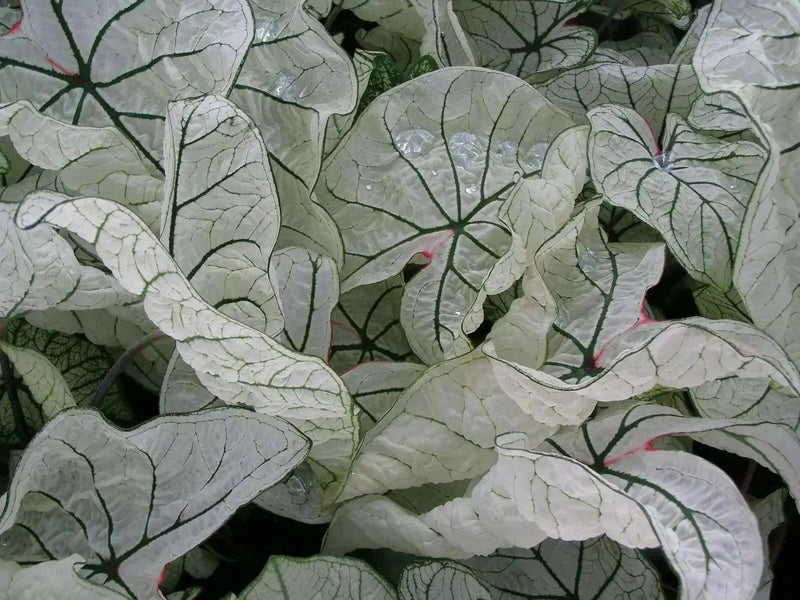 Dwarf Candidum Jr.  Bulbs, TROPICAL Foliage - Caribbean garden seed