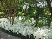 Dwarf Candidum Jr.  Bulbs, TROPICAL Foliage - Caribbean garden seed