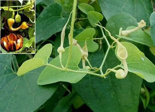 Dutchman's Pipe Flowers Seed - Aristolochia contorta, Perennial, Rare exotic vine - Caribbean garden seed
