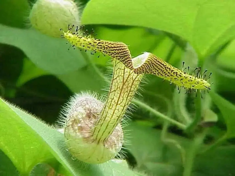 Dutchman's Pipe Flowers Seed - Aristolochia contorta, Perennial, Rare exotic vine - Caribbean garden seed
