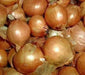 Dutch Yellow Shallots Set (10 Bulbs) Organic Heirloom - Non-GMO - Caribbean garden seed