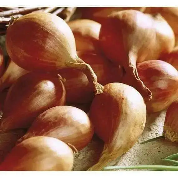 Dutch Yellow Shallots Set (10 Bulbs) Organic Heirloom - Non-GMO - Caribbean garden seed