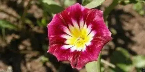 Dwarf Morning Glory,Red Ensign Convolvulus Tricolor Minor Red, 50 Seeds - Caribbean garden seed