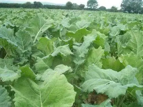DWARF ESSEX RAPE KALE ( Brassica Napus) Vegetable Seeds - Caribbean garden seed