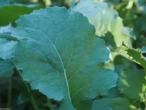 DWARF ESSEX RAPE KALE ( Brassica Napus) Vegetable Seeds - Caribbean garden seed