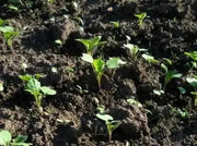DWARF ESSEX RAPE KALE ( Brassica Napus) Vegetable Seeds - Caribbean garden seed