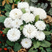 Dwarf ASTER, Milady WHITE ,FLOWERS Seed - (Callistephus ) - Caribbean garden seed