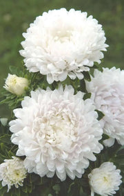 Dwarf ASTER, Milady WHITE ,FLOWERS Seed - (Callistephus ) - Caribbean garden seed